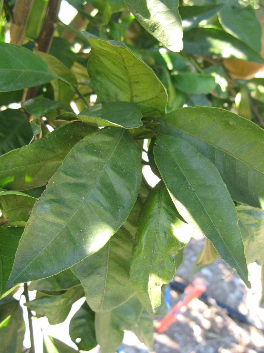            Shade leaves (Winter Haven, FL)   